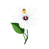 white hibiscus