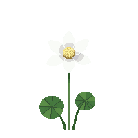 white lotus