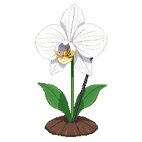 white orchid
