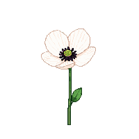 white poppy