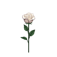 white rose