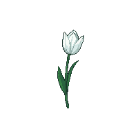 white tulip