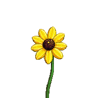 yellow daisy