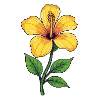 yellow hibiscus