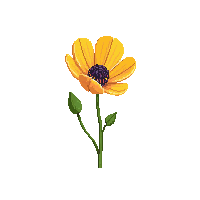 yellow poppy