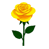 yellow rose
