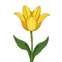 yellow tulip