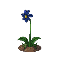 black bluebell