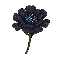black carnation