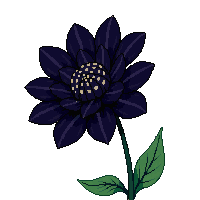 black chrysanthemum
