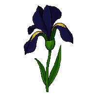 black iris