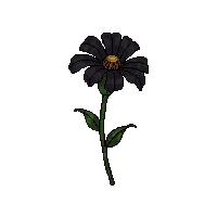 black marigold