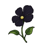black pansy