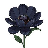black peony