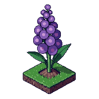 black snapdragon