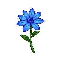 blue chrysanthemum