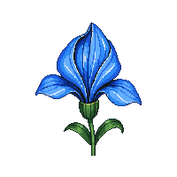 blue iris