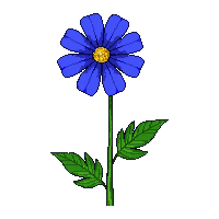 blue marigold