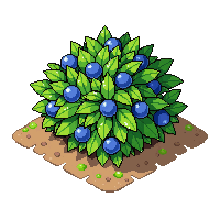 blueberry fully