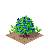 blueberry half