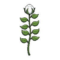 cotton fully