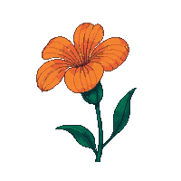 orange carnation