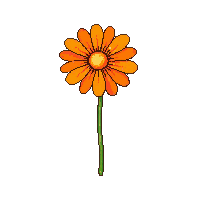 orange chrysanthemum
