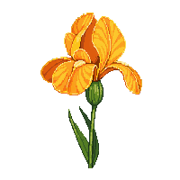 orange iris