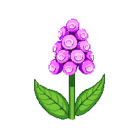 pink bluebell