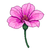pink carnation