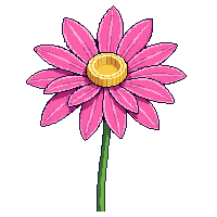 pink chrysanthemum