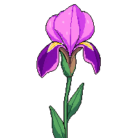 pink iris