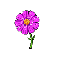 pink marigold