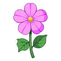 pink pansy