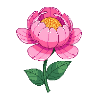 pink peony