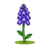 purple bluebell