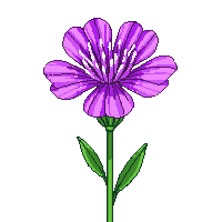 purple carnation