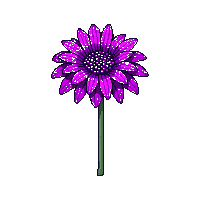 purple chrysanthemum