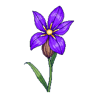 purple iris