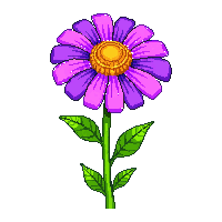 purple marigold