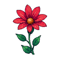 red chrysanthemum