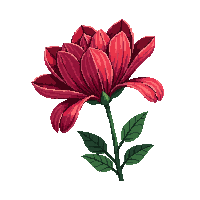 red peony