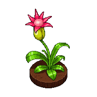 venus flytrap