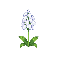 white bluebell