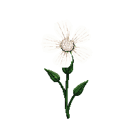 white carnation