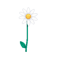 white chrysanthemum