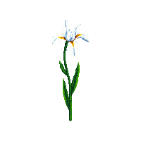 white iris