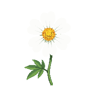 white marigold