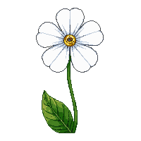 white pansy