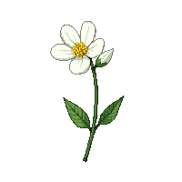 white peony